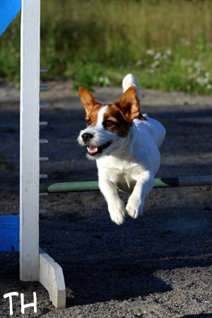 080729 agi_inka2.jpg - Pomppu